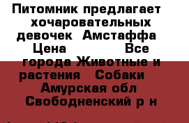 Питомник предлагает 2-хочаровательных девочек  Амстаффа › Цена ­ 25 000 - Все города Животные и растения » Собаки   . Амурская обл.,Свободненский р-н